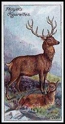 26 Red Deer